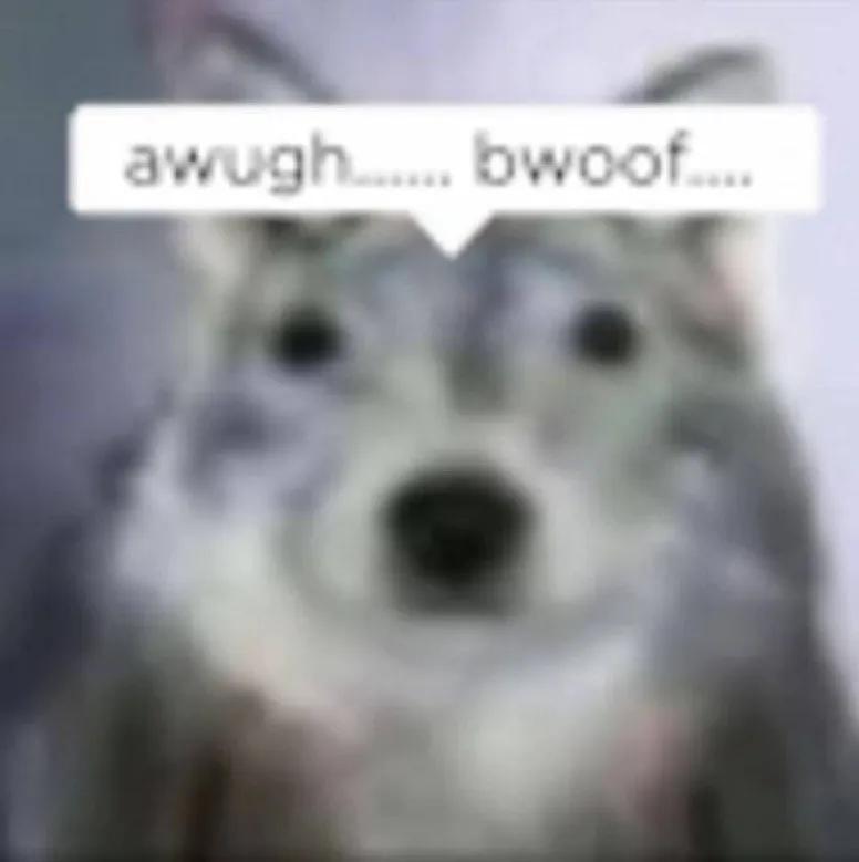 Discovery splash banner for awruff Discord server