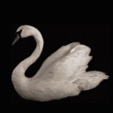 Discovery icon for silly goose club ୭₊˚ Discord server